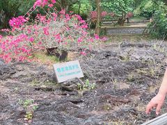 -海口火山口国家地质公园