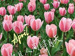 -朝阳公园