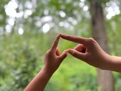 -合肥滨湖国家森林公园