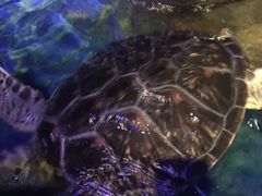 -大连圣亚海洋世界