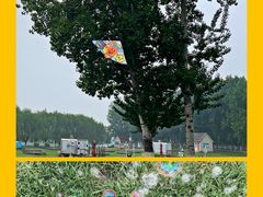 -天津武清北运河郊野公园房车露营地