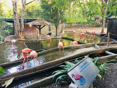 -清迈夜间动物园