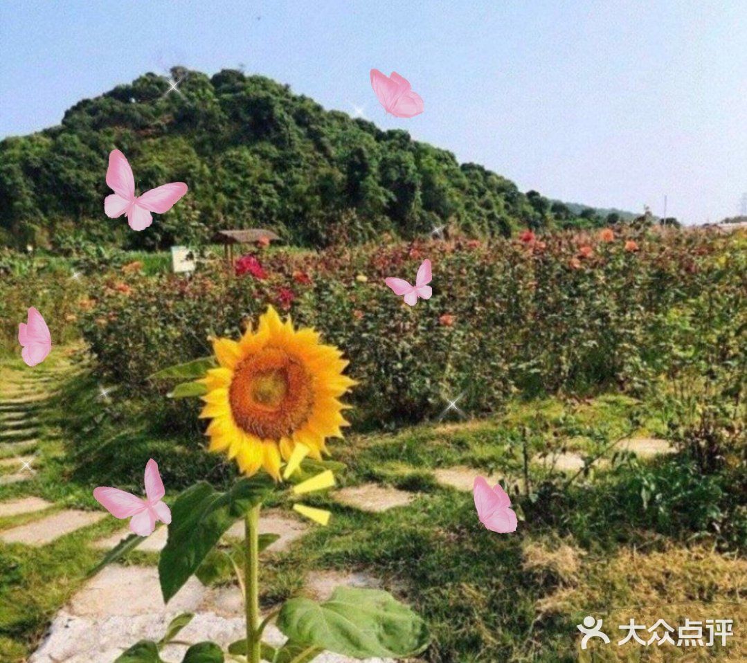 [亲亲]阿菠萝小猪的王国也是小宝贝们的欢乐王国