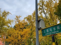 -三里屯东五街银杏大道