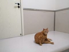 -爱妮康宠物医院·干细胞免疫细胞·肿瘤·心脏(张江店)