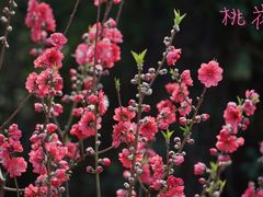 -桃花涧