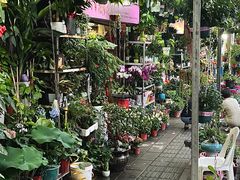 -溪岸路花鸟市场