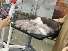 -爱洗澡的猫(天河路店)