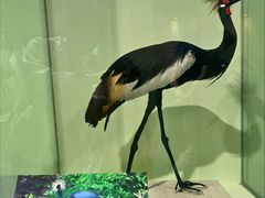 -盐城丹顶鹤湿地生态旅游区