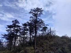 -峨眉山风景名胜区
