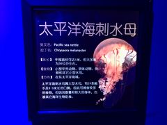 -萌宠奇缘
