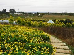 -紫颐香薰山谷景区