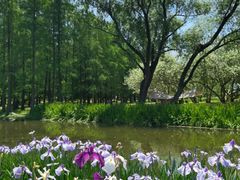 -上海共青森林公园