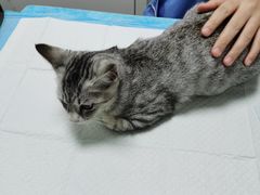 -东莞宠友24H宠物中心医院·转诊夜诊·异宠(新河北路院)