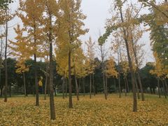 -洨河生态公园