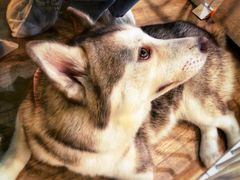 -Husky Go! 哈士奇体验馆·宠物咖啡厅狗咖