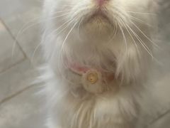 -楼上猫咖(罗湖店)