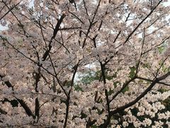 -高东镇樱花园
