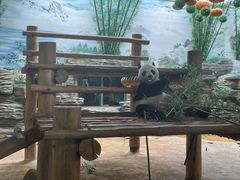 -西霞口神雕山野生动物世界