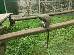 -深圳野生动物园