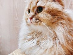 -MOCHA明星猫咖(田子坊店)
