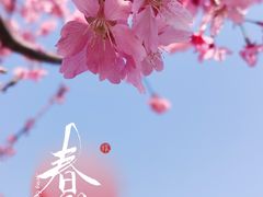 -顾村公园