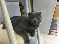 -喵的天空名猫咖啡馆·撸猫·猫舍·用品