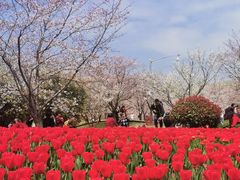 -顾村公园