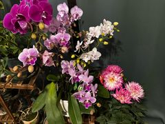 -龙大花卉苗木市场