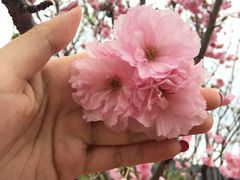 -天适樱花悠乐园