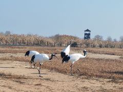 -盐城丹顶鹤湿地生态旅游区
