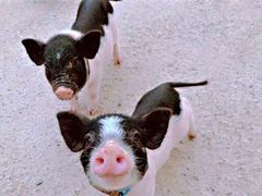 -前小桔亲子创意农场·草莓采摘·露营烧烤