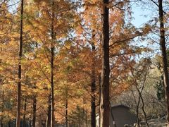 -白水寺森林公园