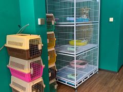 -猫十亿·布偶金渐层·曼基康矮脚猫舍(青年路店)