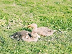 -前小桔亲子创意农场·草莓采摘·露营烧烤