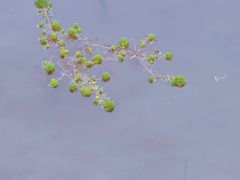 -西湖风景区-江洋畈生态公园