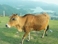 -大姆山草场