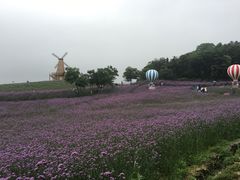 -大塘金香草谷