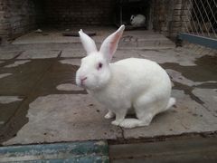 -意大利农场度假村