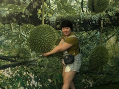 -都念榴莲·城市榴莲