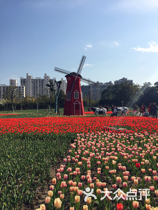 大寧鬱金香公園圖片 - 第4731張