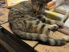 -猫的天空之城概念书店(苏州平江店)