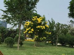 -东莞植物园