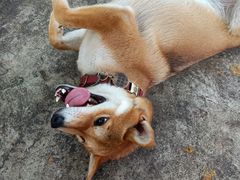 -柴犬高等学院·狗咖·柴犬售卖·宠物训练