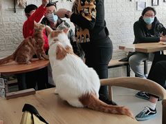 -平行世界·猫咖(首经贸店)