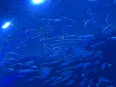 -成都浩海立方海洋公园