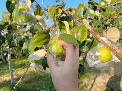 -新塘水果乐园(东洲大道店)