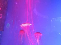 -芜湖新华联大白鲸海洋公园