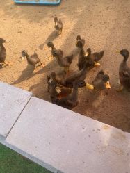 -萌宠亲子动物乐园(槐房万达店)