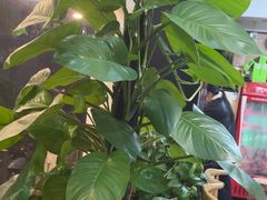 -尚岛私房菜(西方巷店)